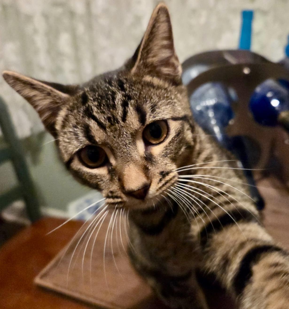 Enlarge Coco, a Adoptable Domestic Short Hair in Fayetteville, NC image 1/6