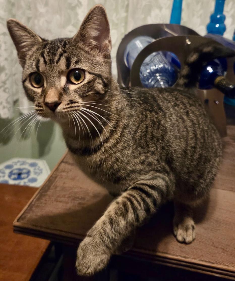 Enlarge Coco, a Adoptable Domestic Short Hair in Fayetteville, NC image 2/6