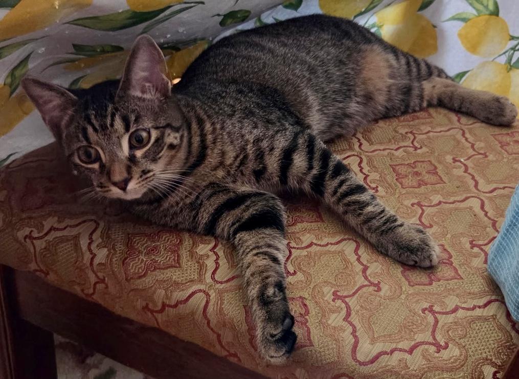 Enlarge Coco, a Adoptable Domestic Short Hair in Fayetteville, NC image 3/6