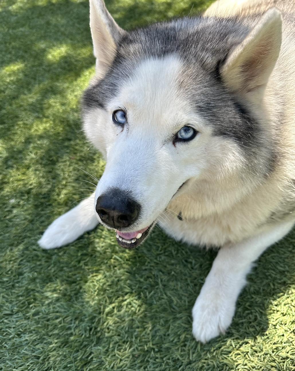 Bear, a Adoptable Siberian Husky in El Cajon, CA image 2/4