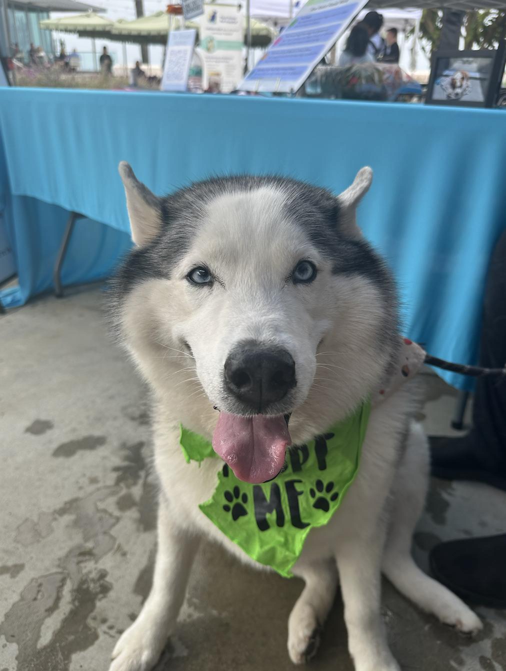 Bear, a Adoptable Siberian Husky in El Cajon, CA image 1/4
