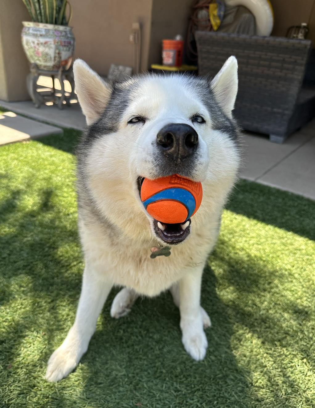 Bear, a Adoptable Siberian Husky in El Cajon, CA image 3/4