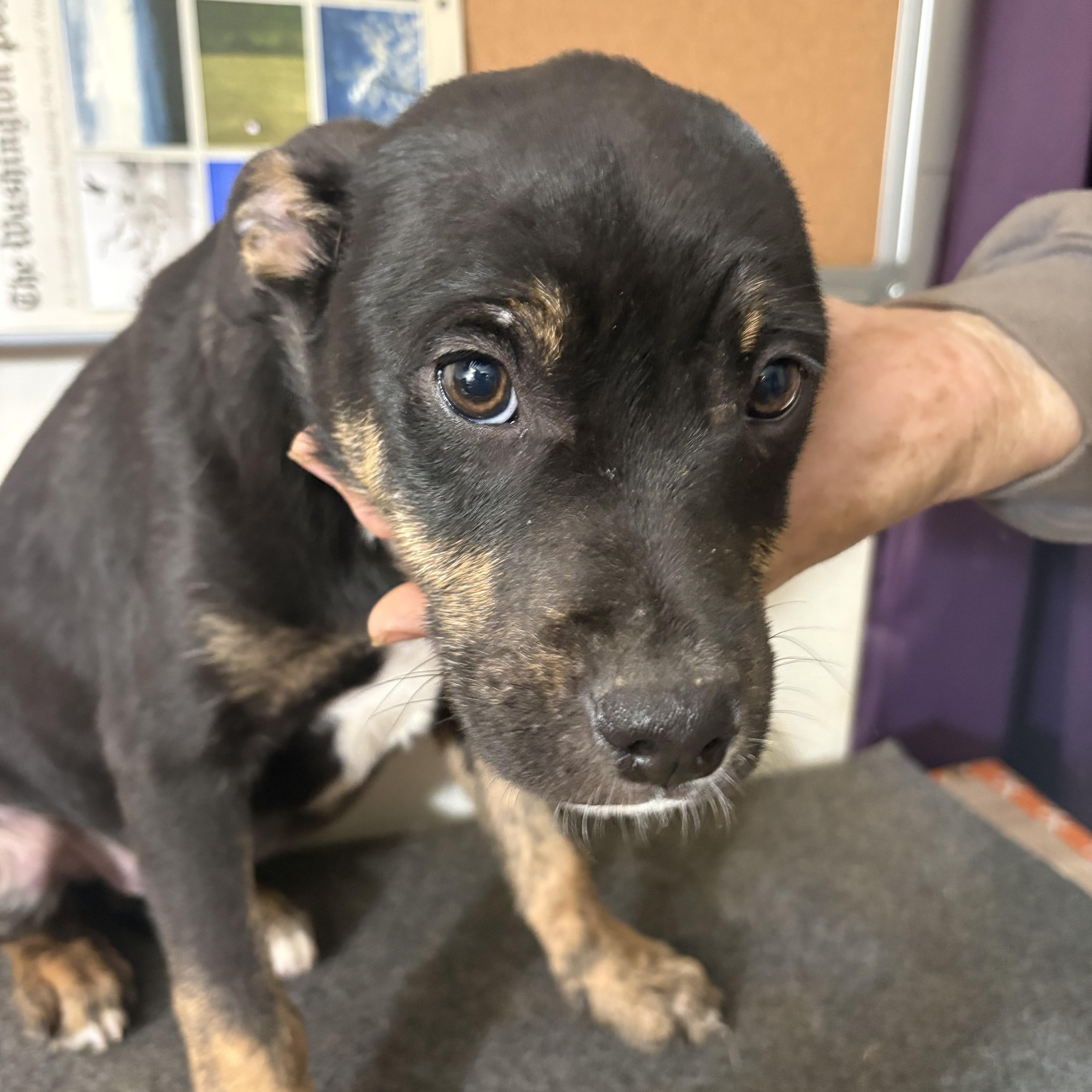 Slate, Adoptable, Young Male American Bulldog.