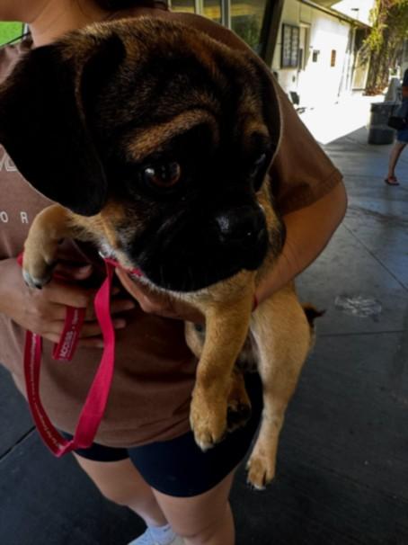 Brad Pug Dog