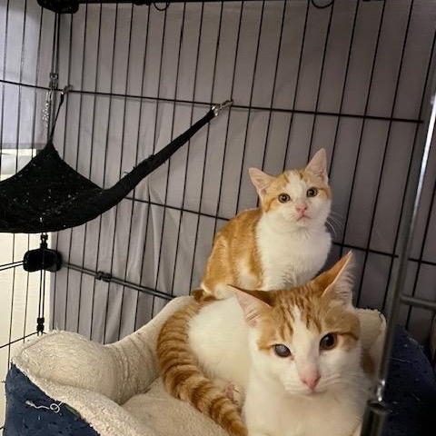 Frosty, Adoptable, Kitten Male Domestic Short Hair.