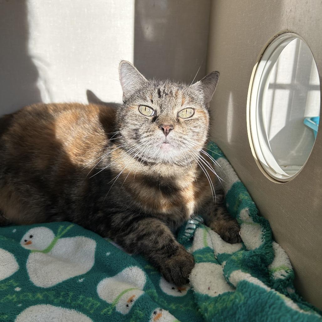 Mischief, Adoptable, Senior Female Domestic Short Hair.