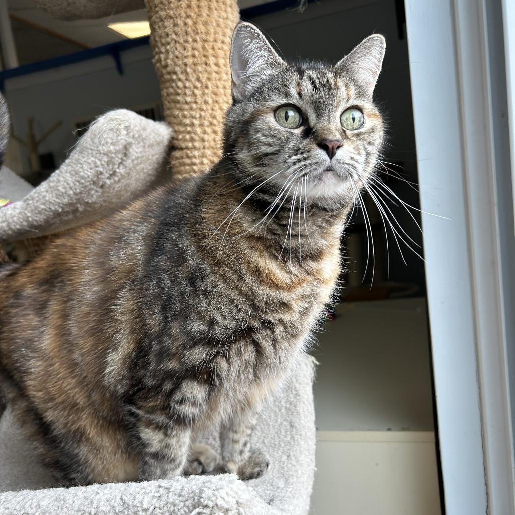 Mischief, a Adoptable Domestic Short Hair in Conway, NH image 2/4