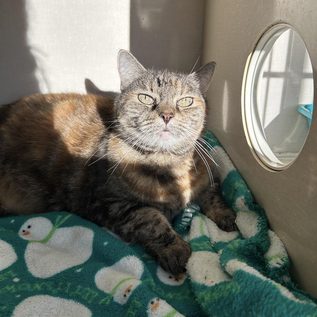 Mischief, a Adoptable Domestic Short Hair in Conway, NH image 3/4