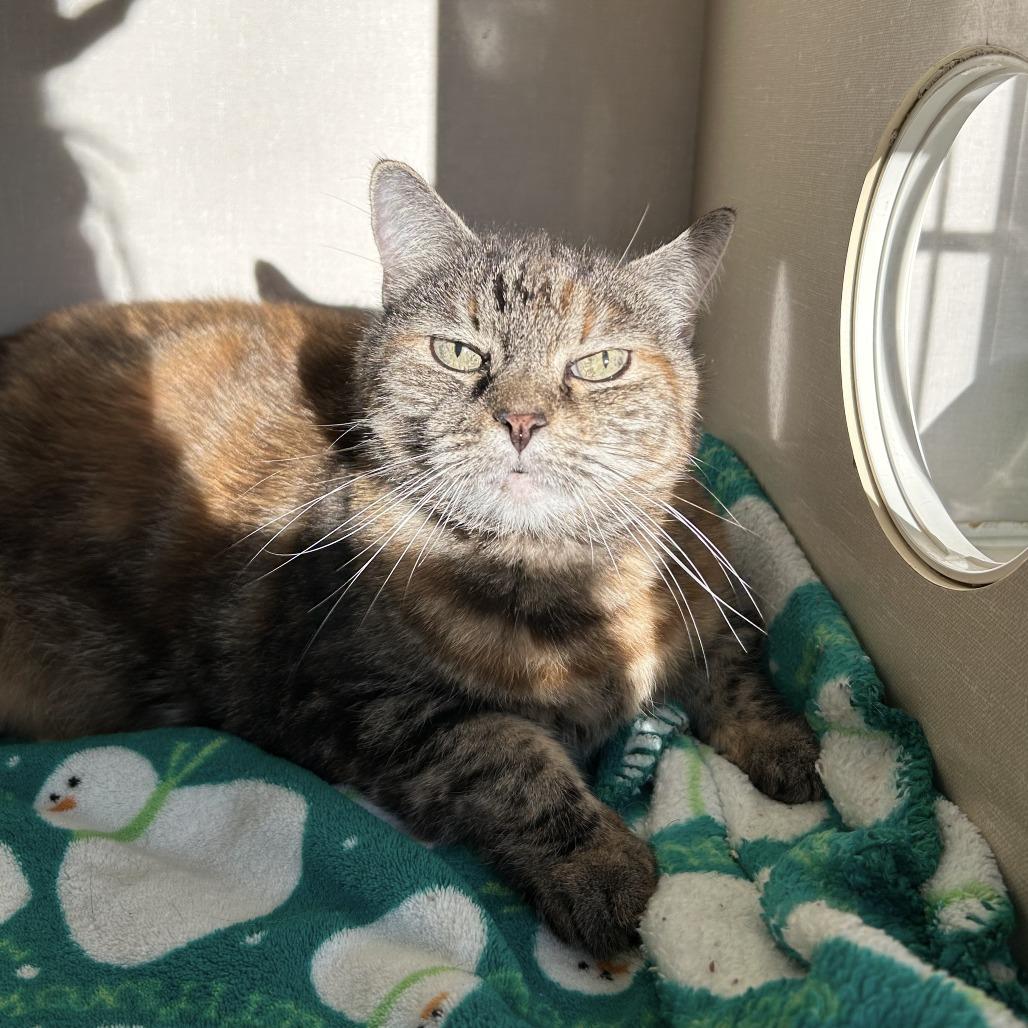 Mischief, a Adoptable Domestic Short Hair in Conway, NH image 4/4