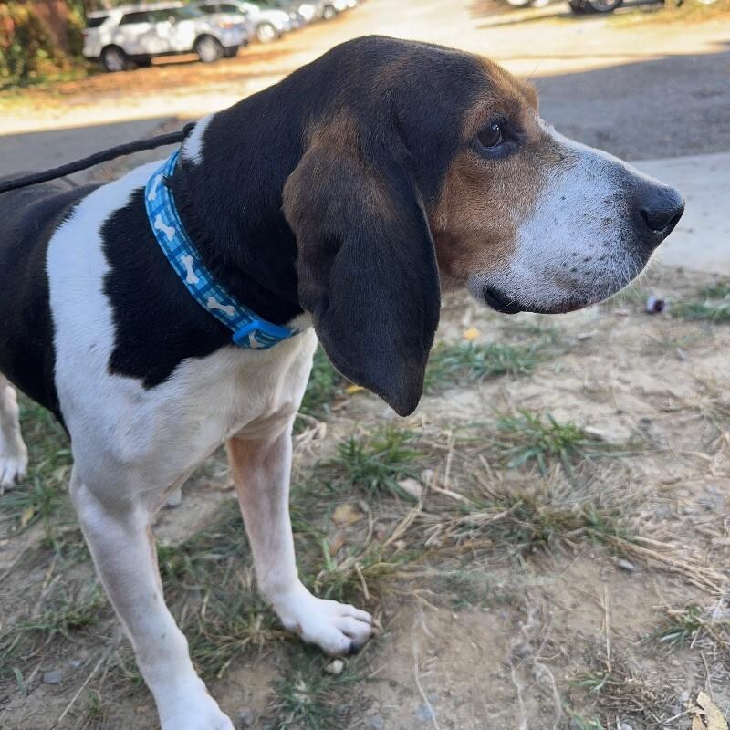 Frankie, Adoptable, Senior Male Hound & Mixed Breed.