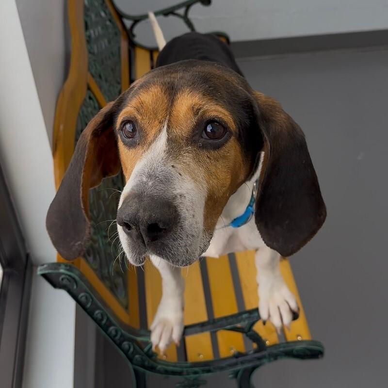 Enlarge Frankie, a Adoptable mixed breed in Roanoke, VA image 2/2