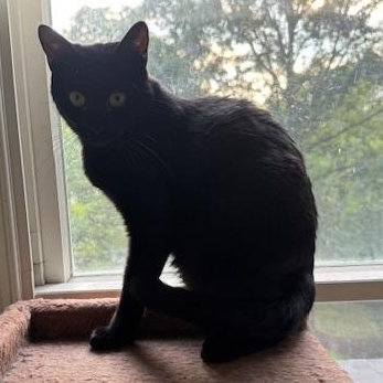 Prancer, Adoptable, Adult Female Bombay & Domestic Short Hair.