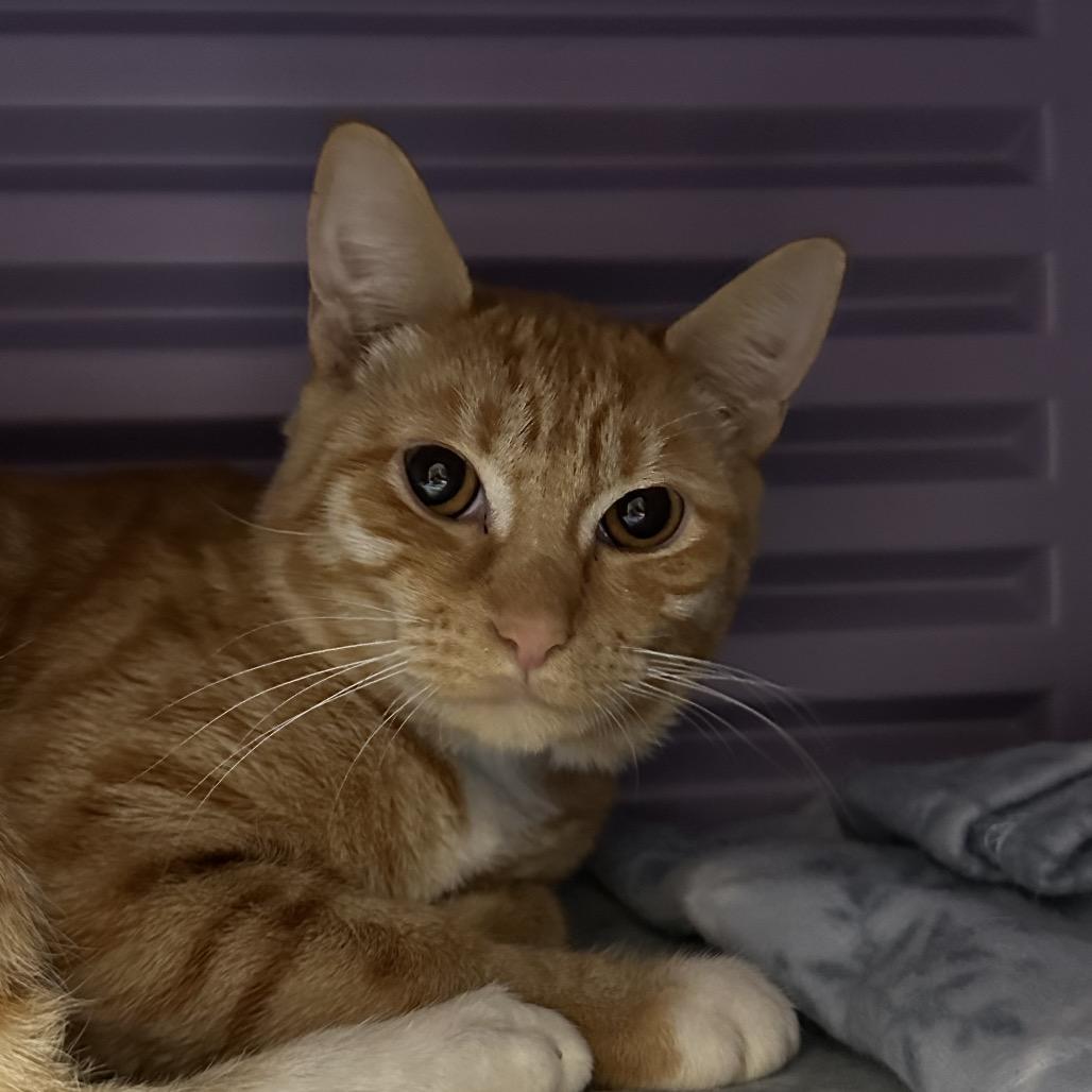 Temu, Adoptable, Adult Male American Shorthair.