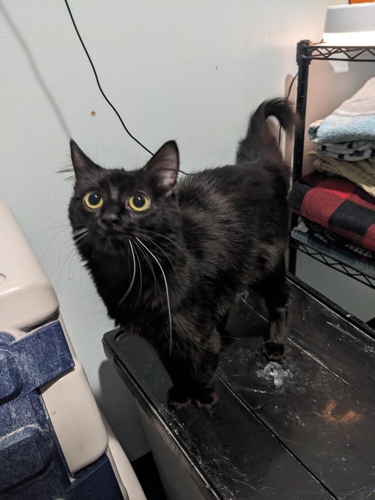 Enlarge Gracie, a Adoptable Domestic Medium Hair in Lewisburg, TN image 1/1