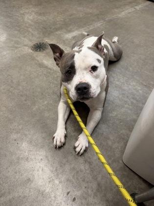 Enlarge Rogue, a Adoptable mixed breed in Rapid City, SD image 4/5