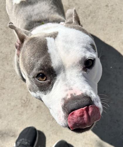 Enlarge Rogue, a Adoptable mixed breed in Rapid City, SD image 3/5