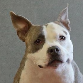 Enlarge Rogue, a Adoptable mixed breed in Rapid City, SD image 2/5