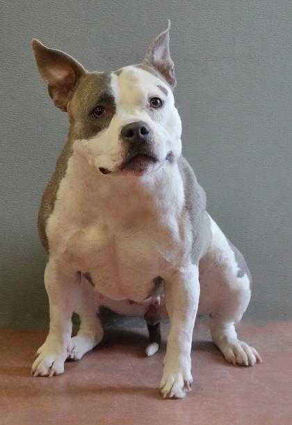 Enlarge Rogue, a Adoptable mixed breed in Rapid City, SD image 5/5