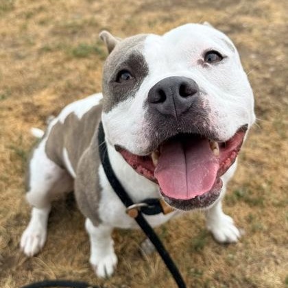 Rogue, Adoptable, Adult Female Terrier & Bulldog.