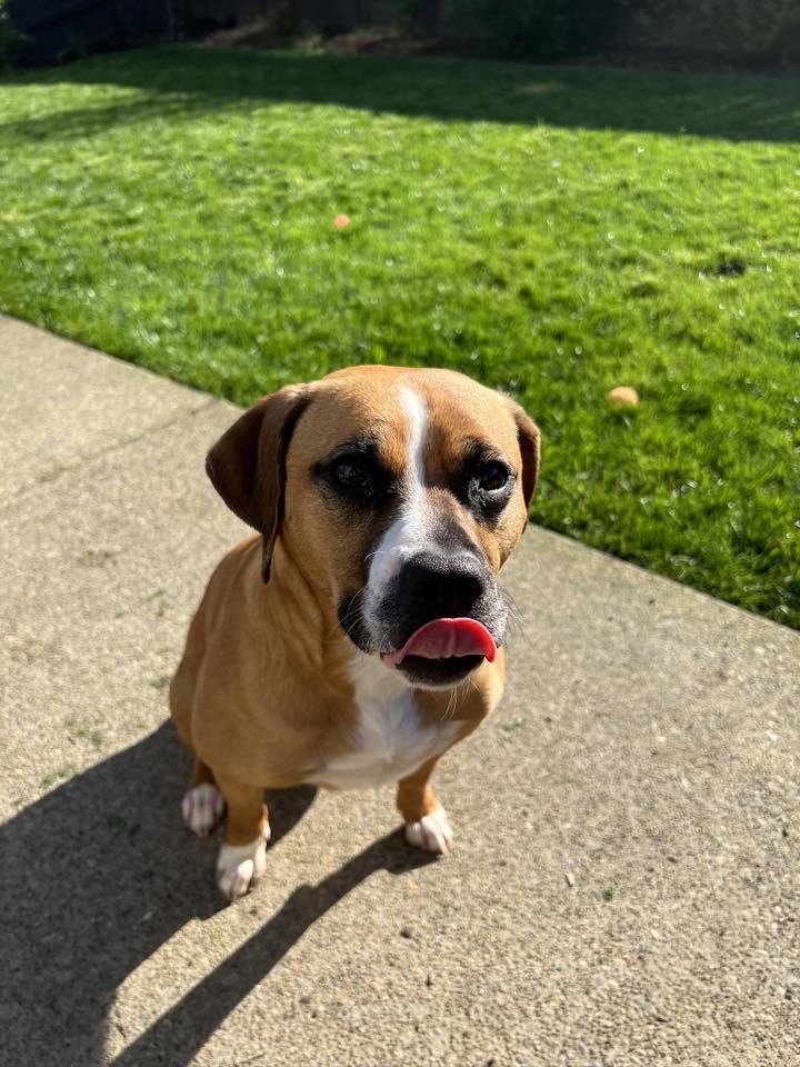 Enlarge Candy, a Adopted mixed breed in mcminnville, OR image 1/3