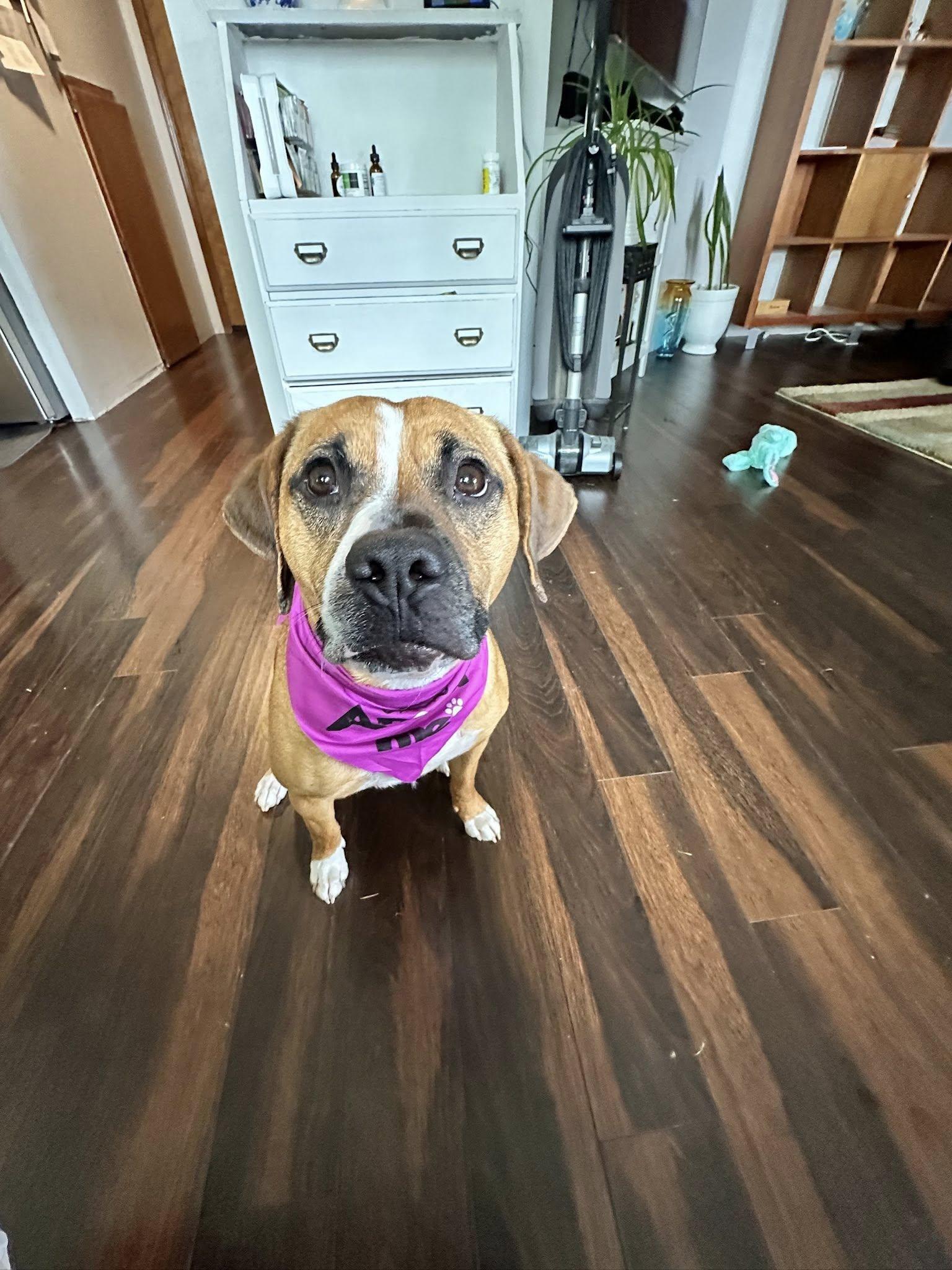 Enlarge Candy, a Adopted mixed breed in mcminnville, OR image 2/3