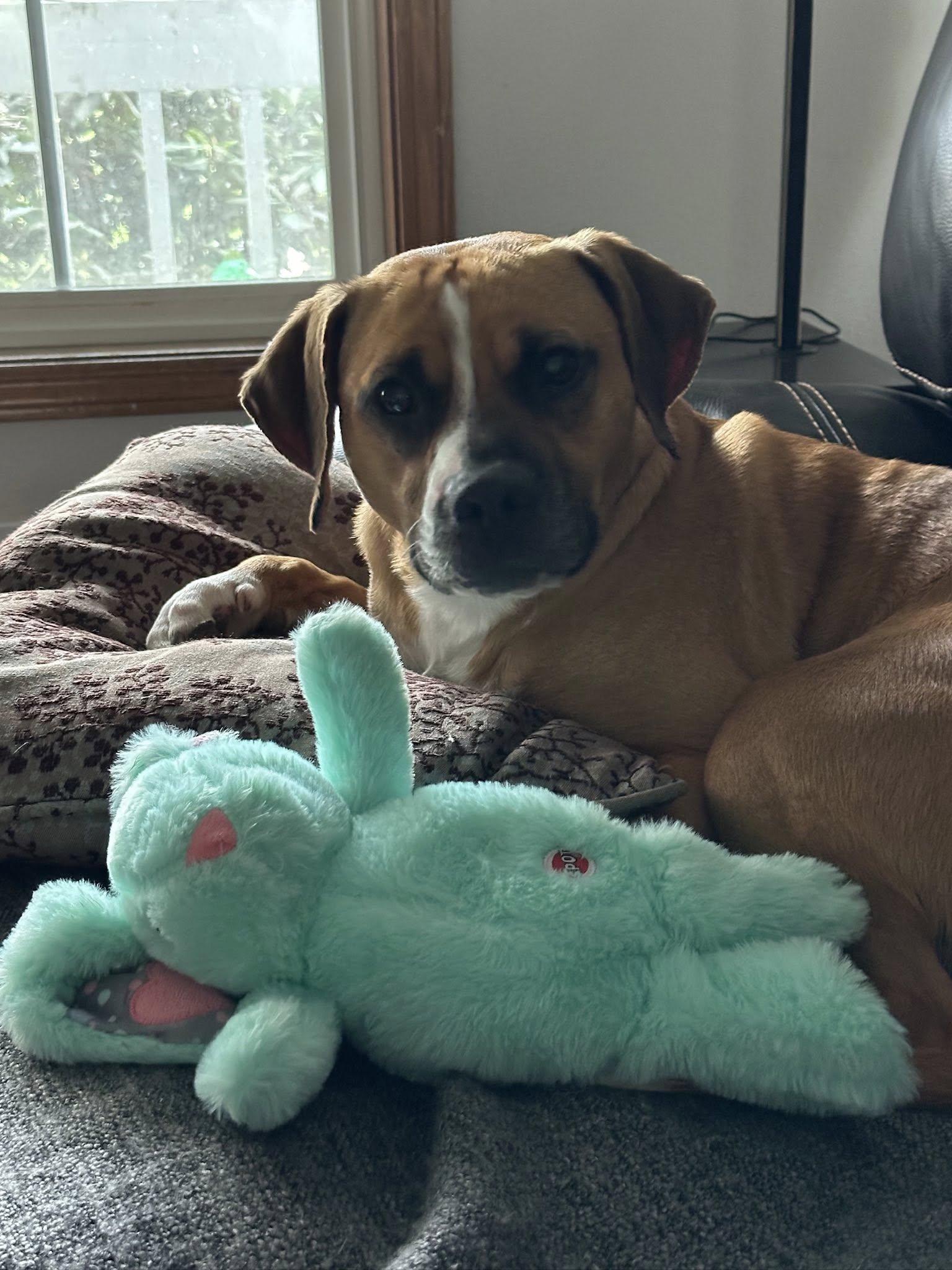 Enlarge Candy, a Adopted mixed breed in mcminnville, OR image 3/3