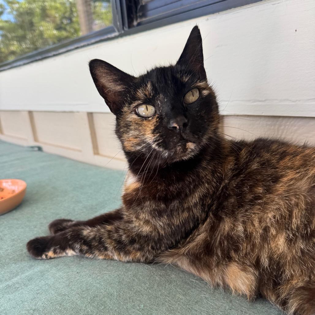 Mocha, Adoptable, Senior Female Domestic Short Hair.