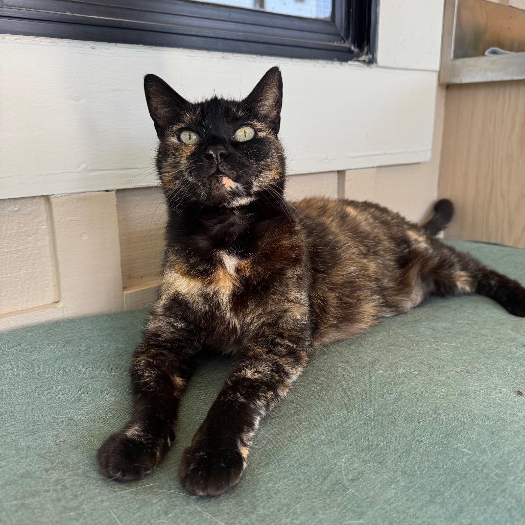 Mocha, a Adoptable Domestic Short Hair in Buellton, CA image 2/5