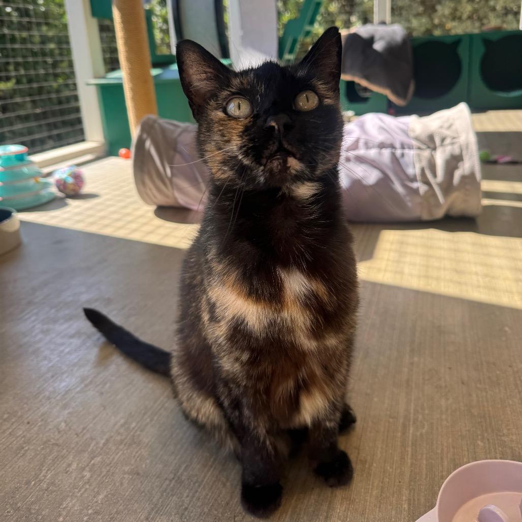 Mocha, a Adoptable Domestic Short Hair in Buellton, CA image 3/5