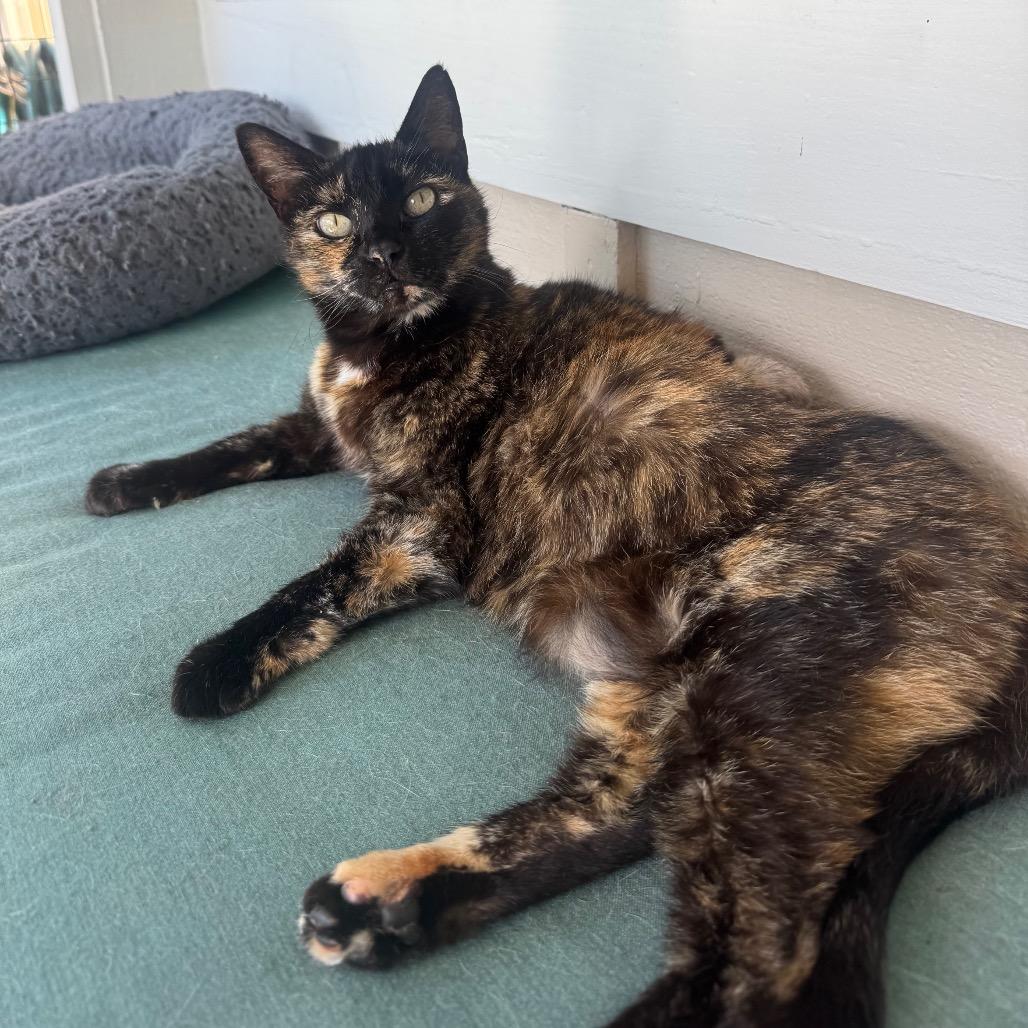 Mocha, a Adoptable Domestic Short Hair in Buellton, CA image 4/5