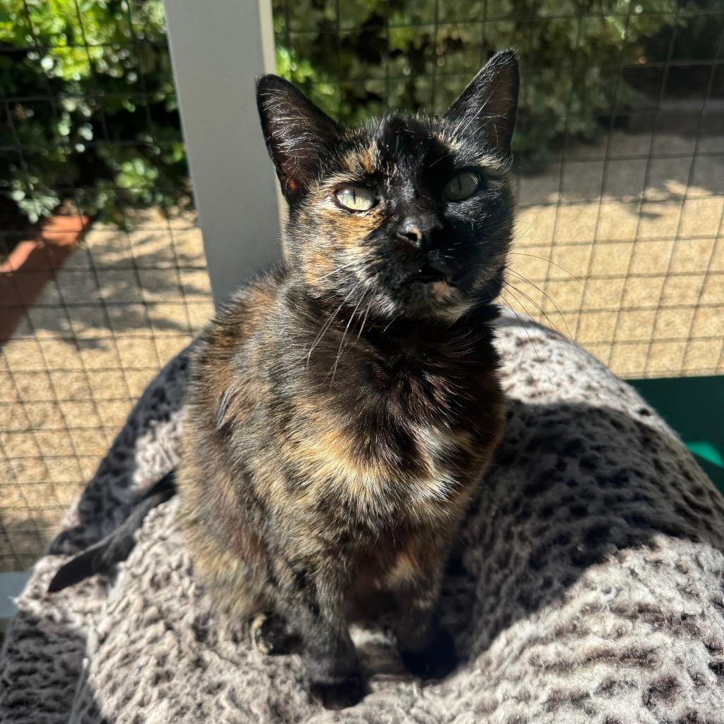 Mocha, a Adoptable Domestic Short Hair in Buellton, CA image 5/5