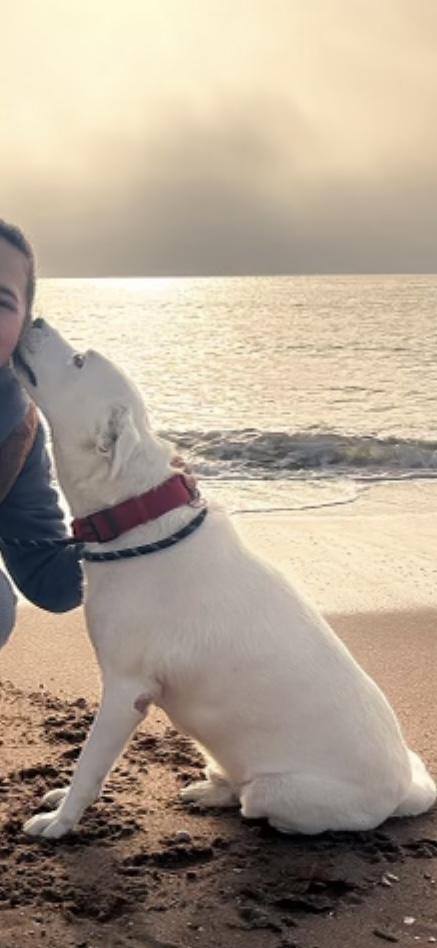 Buddy, Adoptable, Adult Male Labrador Retriever & Hound.