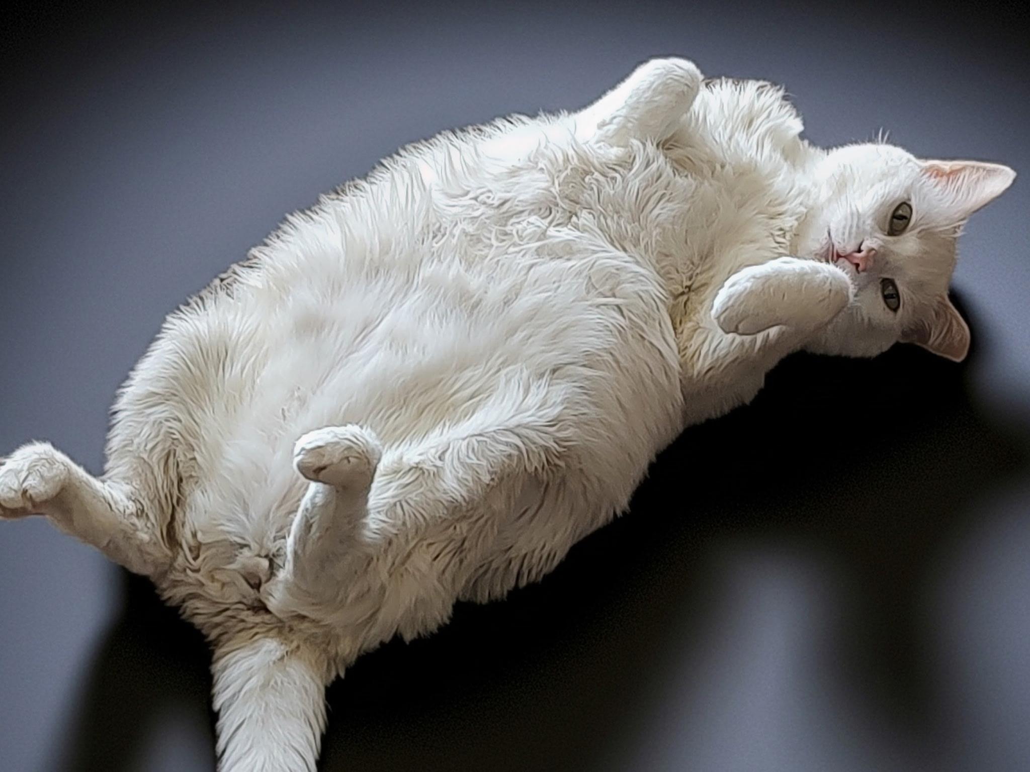 Marshmallow, a Adoptable Domestic Short Hair in Hatfield , PA image 5/6