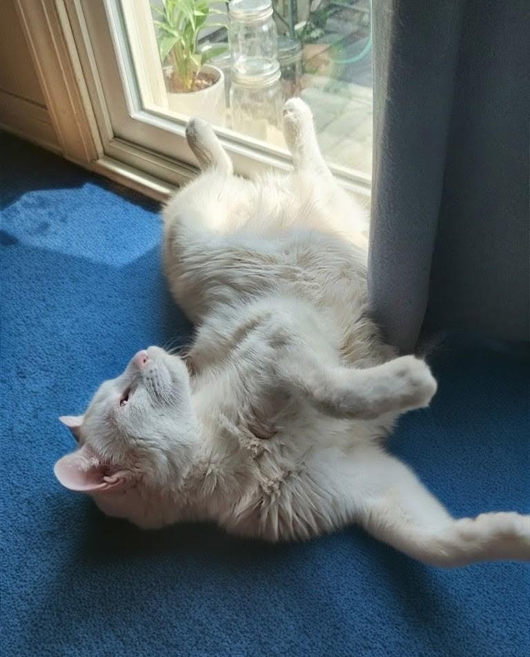 Marshmallow, a Adoptable Domestic Short Hair in Hatfield , PA image 6/6