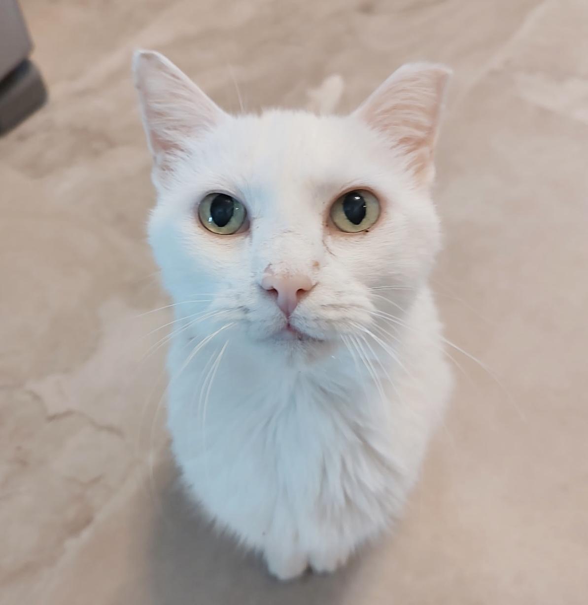 Marshmallow, a Adoptable Domestic Short Hair in Hatfield , PA image 2/6