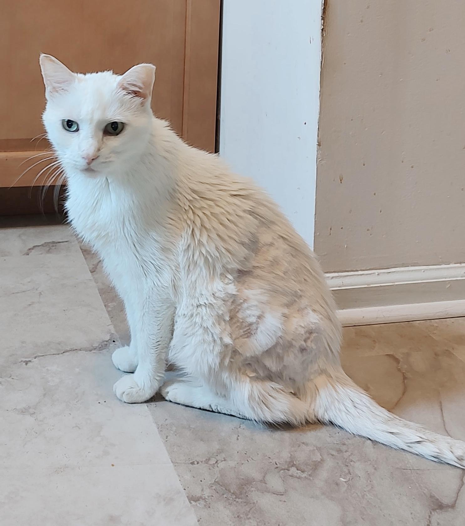 Marshmallow, a Adoptable Domestic Short Hair in Hatfield , PA image 6/6