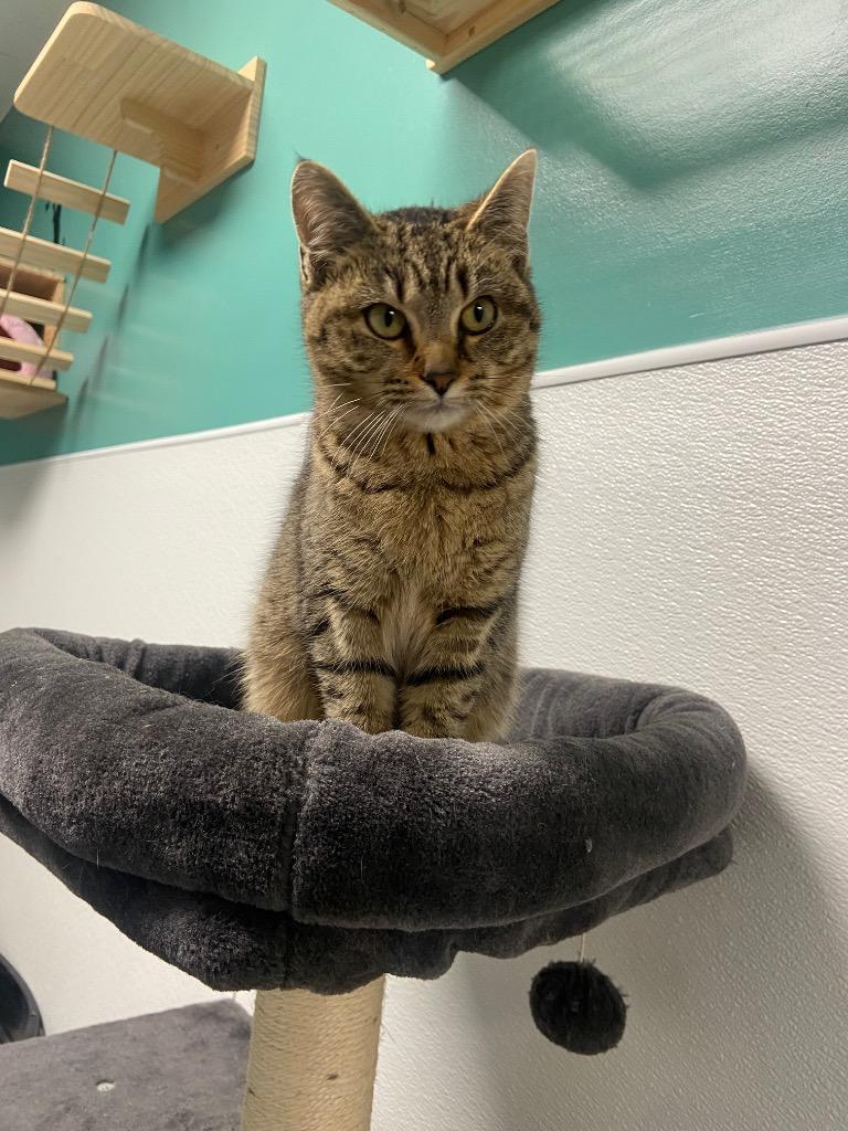 Sassy, Adoptable, Young Female Domestic Short Hair.