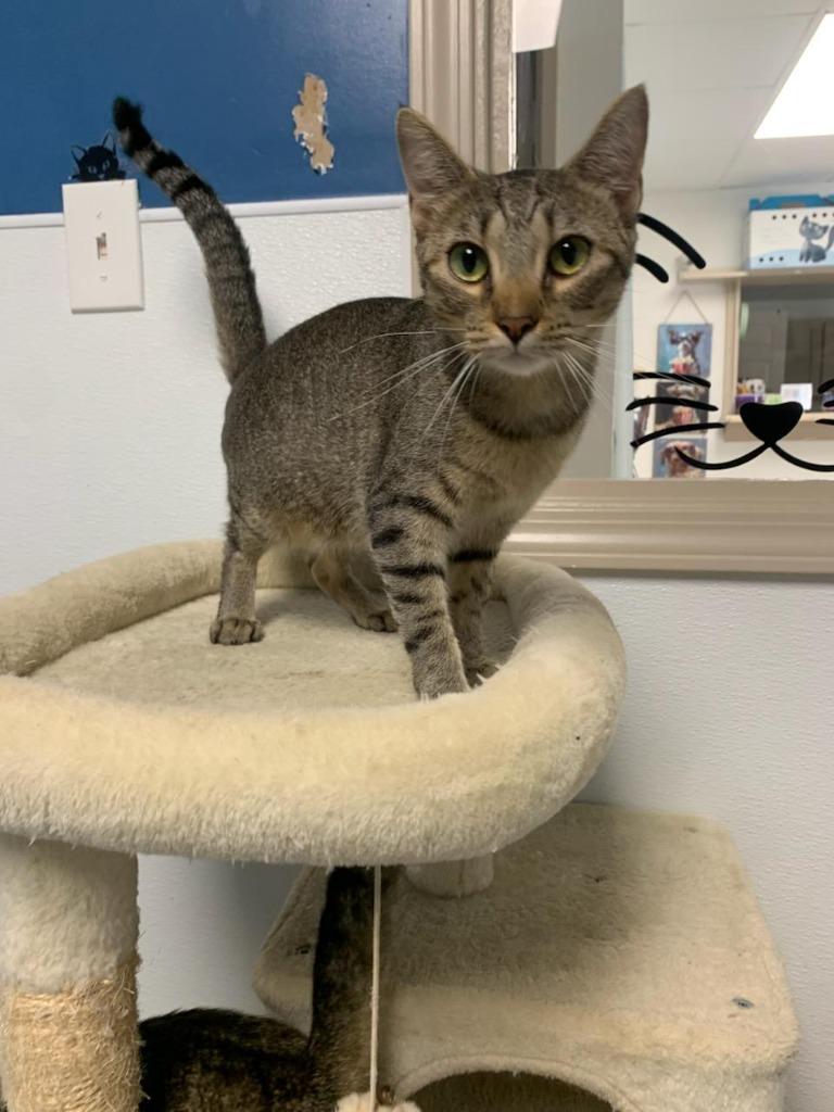 Enlarge Sassy, a Adoptable mixed breed in Batesville, AR image 2/2