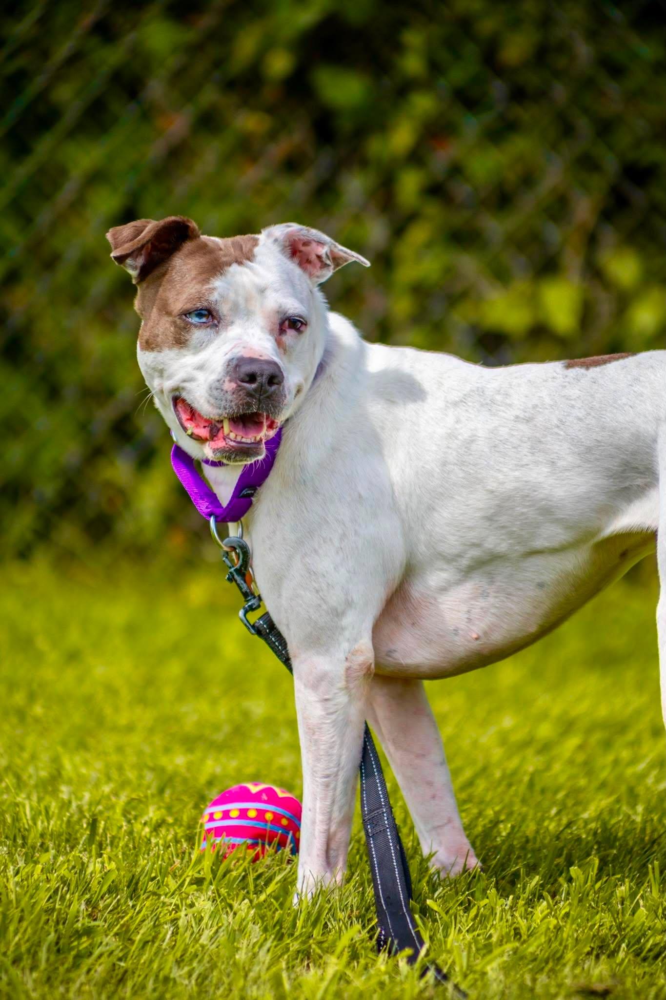 Enlarge Gemma, a Adoptable mixed breed in Valparaiso, IN image 3/3