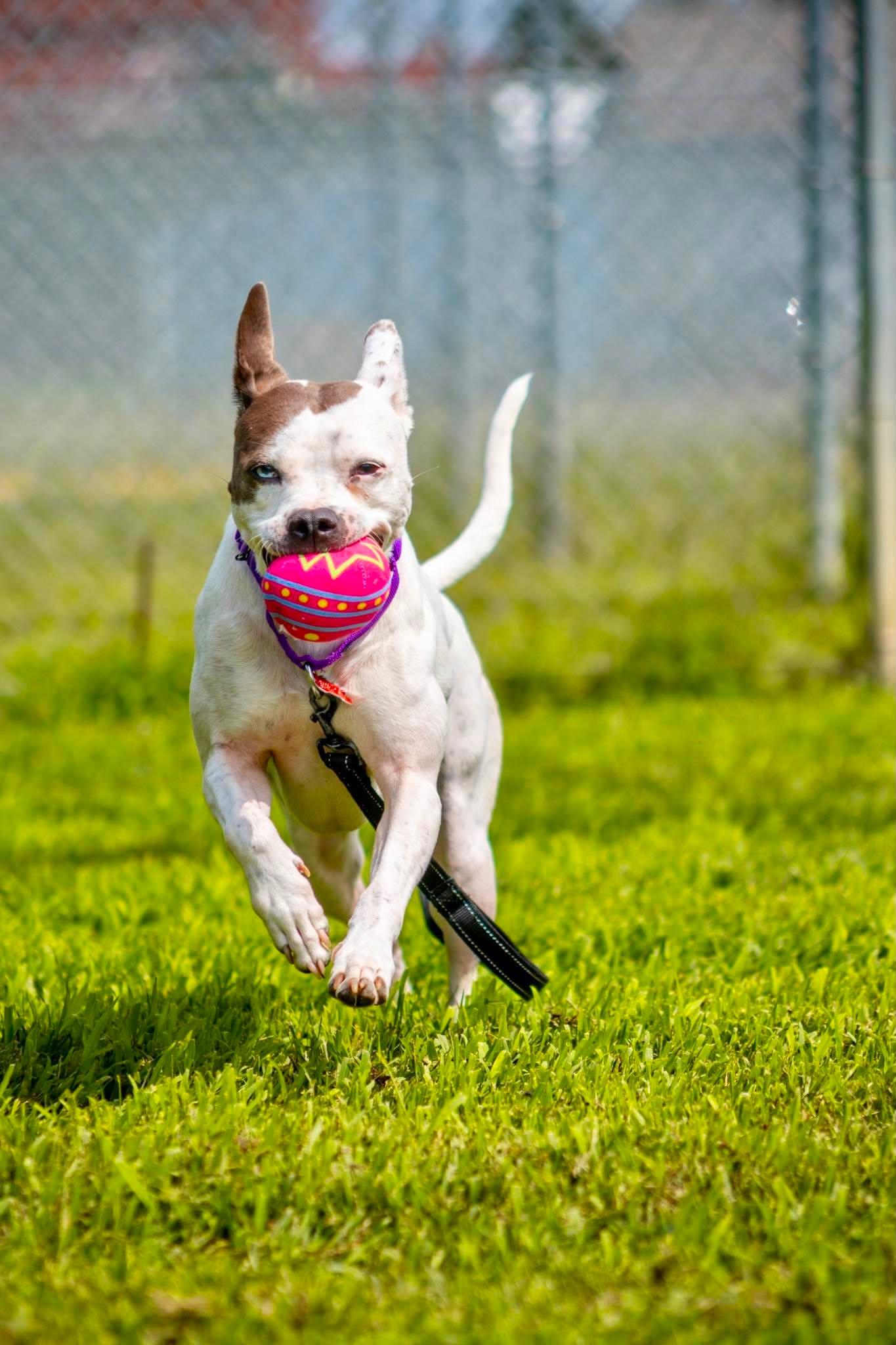Enlarge Gemma, a Adoptable mixed breed in Valparaiso, IN image 2/3