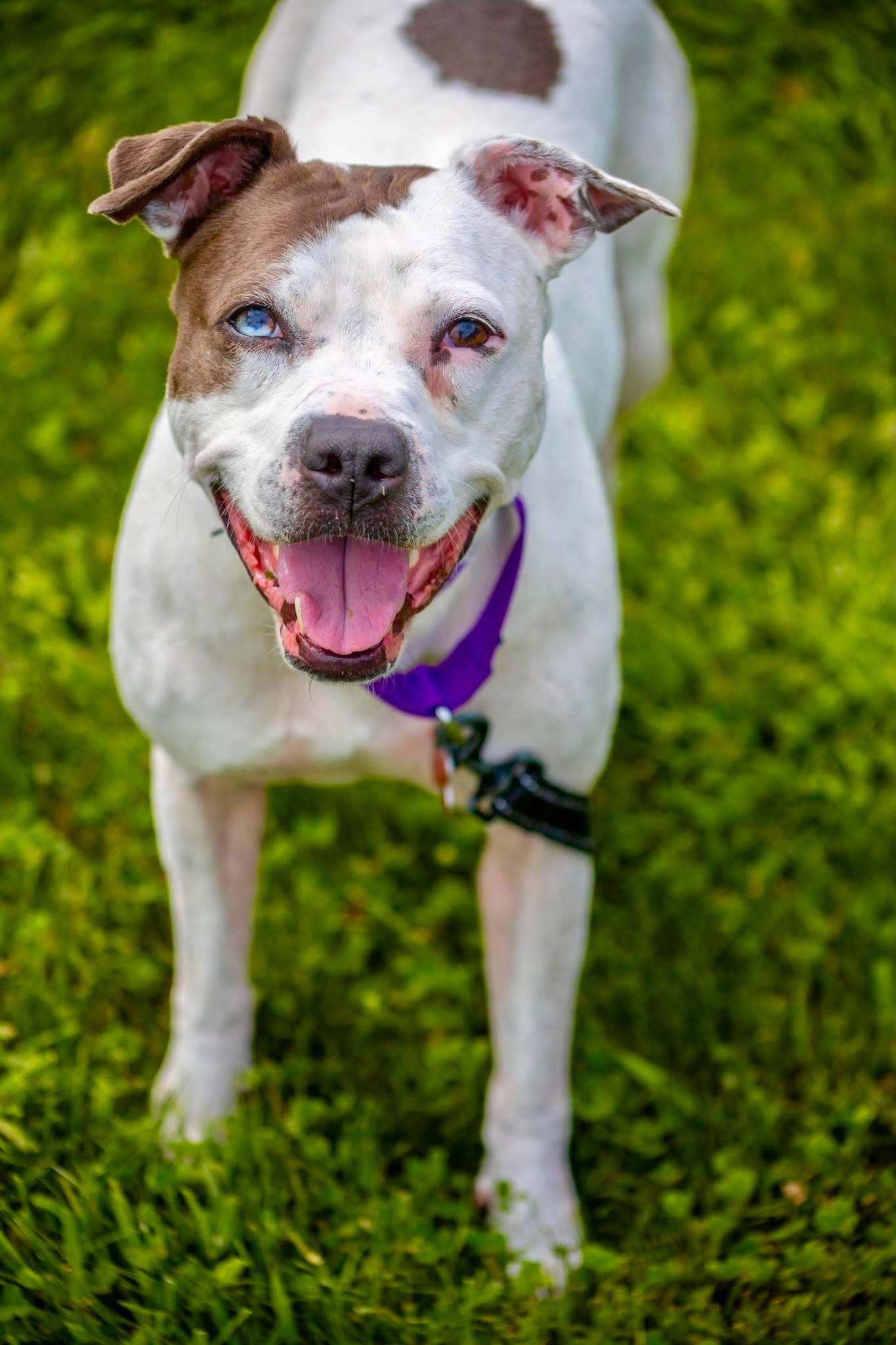 Gemma, Adoptable, Adult Female Pit Bull Terrier.