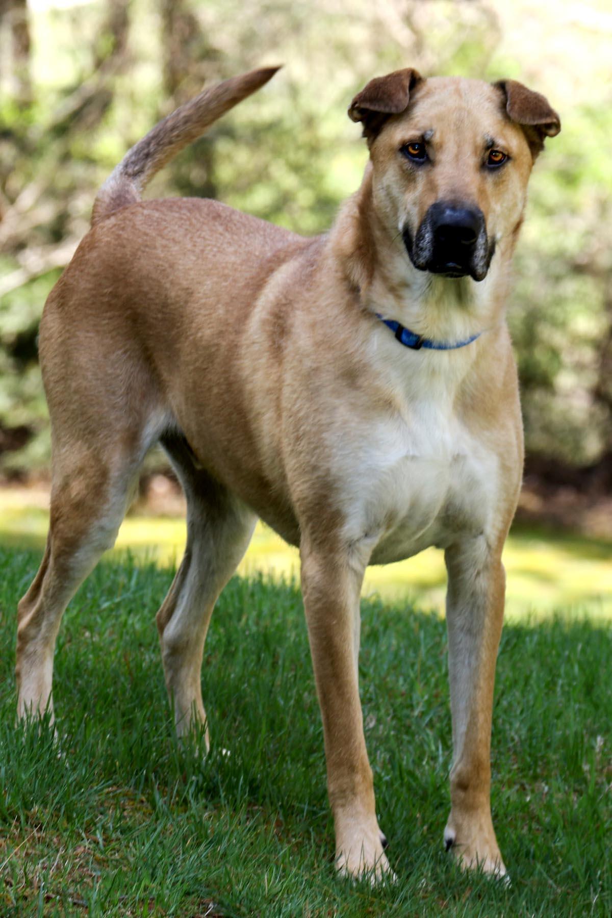 Enlarge Yoda, a Adoptable mixed breed in Cashiers, NC image 2/6