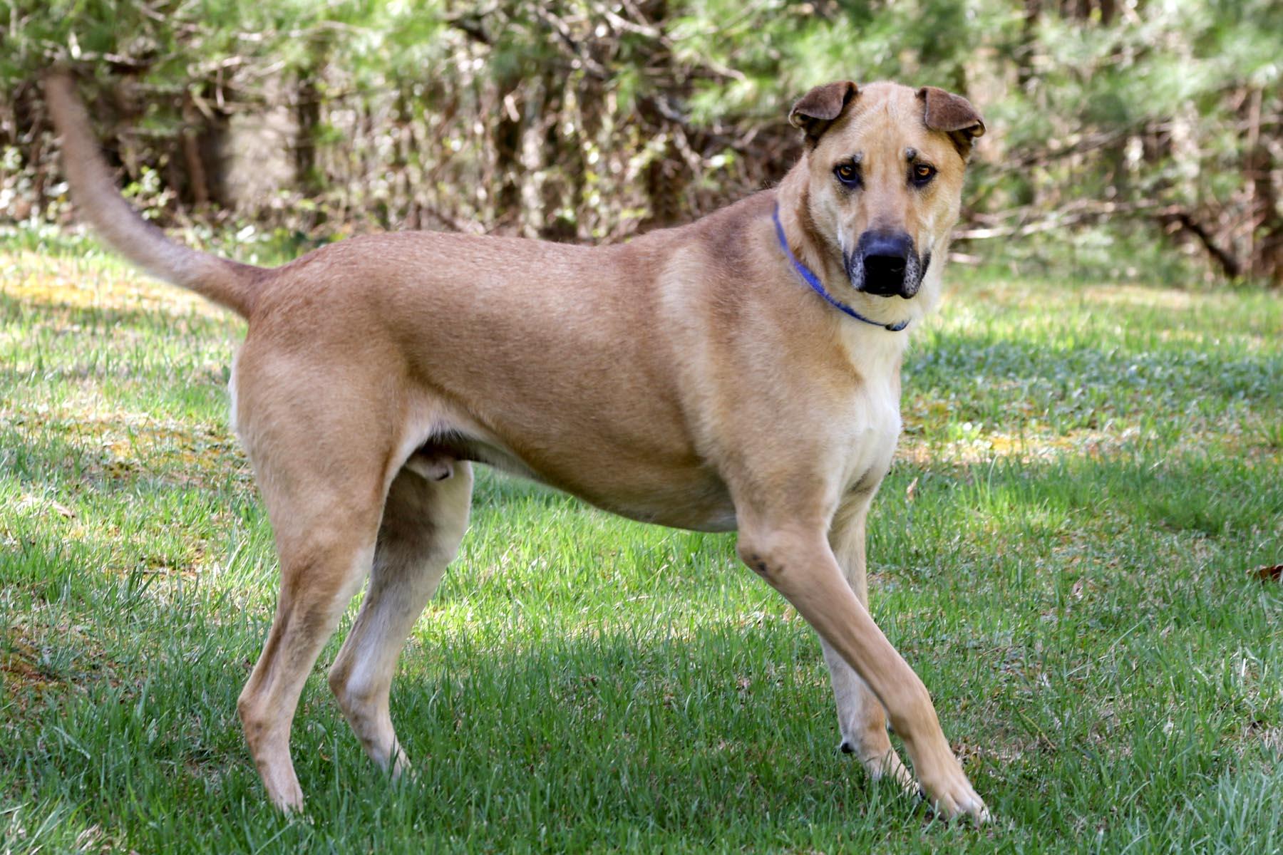 Enlarge Yoda, a Adoptable mixed breed in Cashiers, NC image 3/6