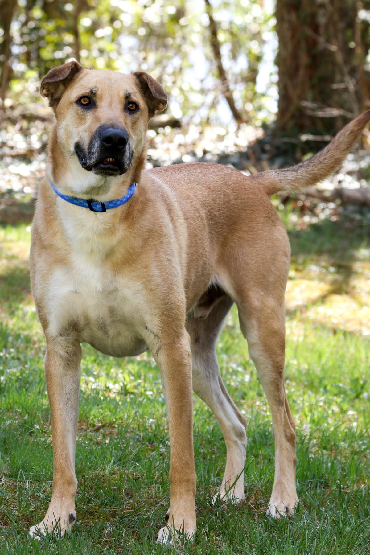 Enlarge Yoda, a Adoptable mixed breed in Cashiers, NC image 4/6