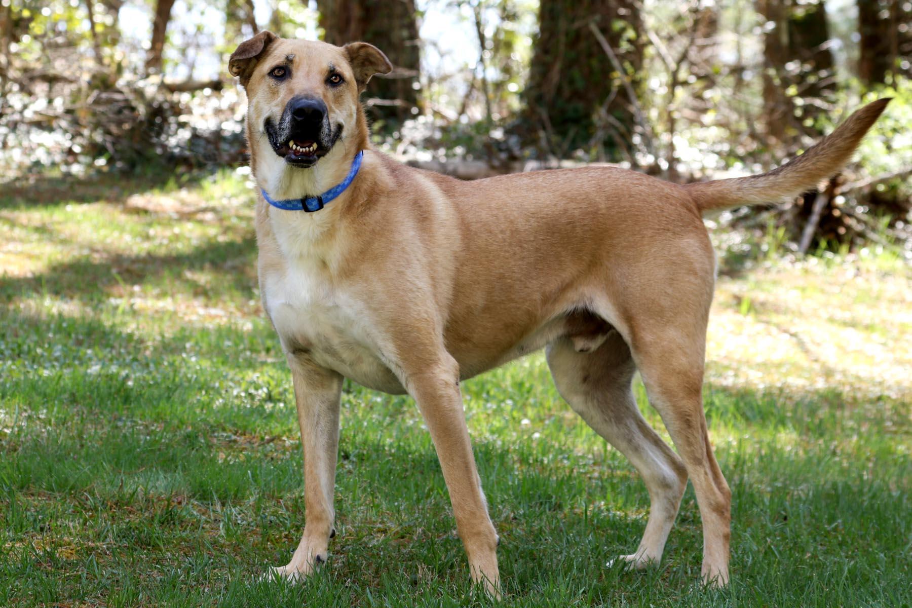 Enlarge Yoda, a Adoptable mixed breed in Cashiers, NC image 5/6