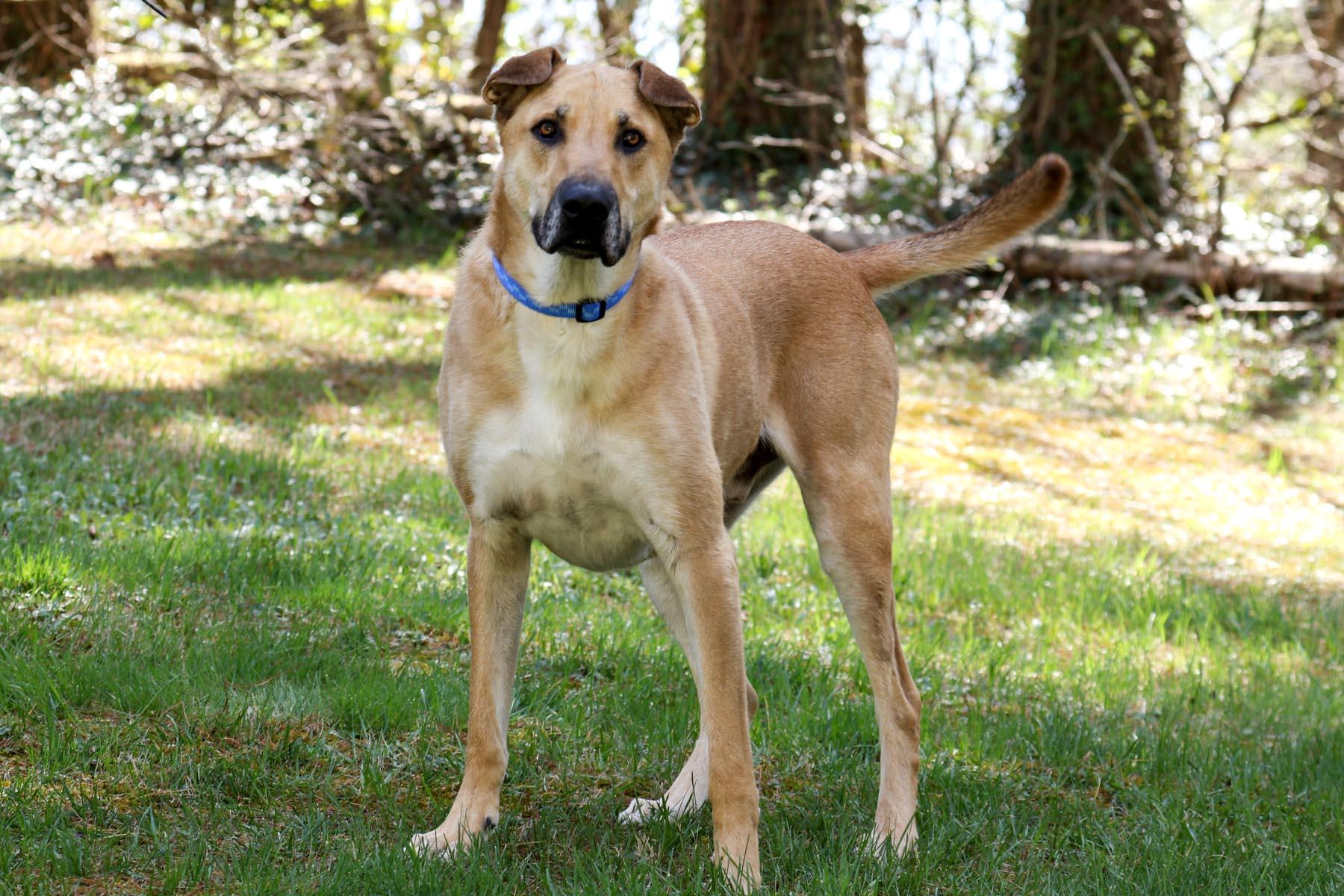 Enlarge Yoda, a Adoptable mixed breed in Cashiers, NC image 6/6