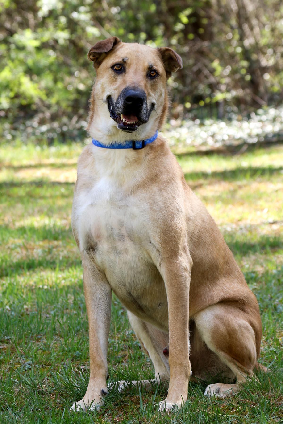 Enlarge Yoda, a Adoptable mixed breed in Cashiers, NC image 1/6