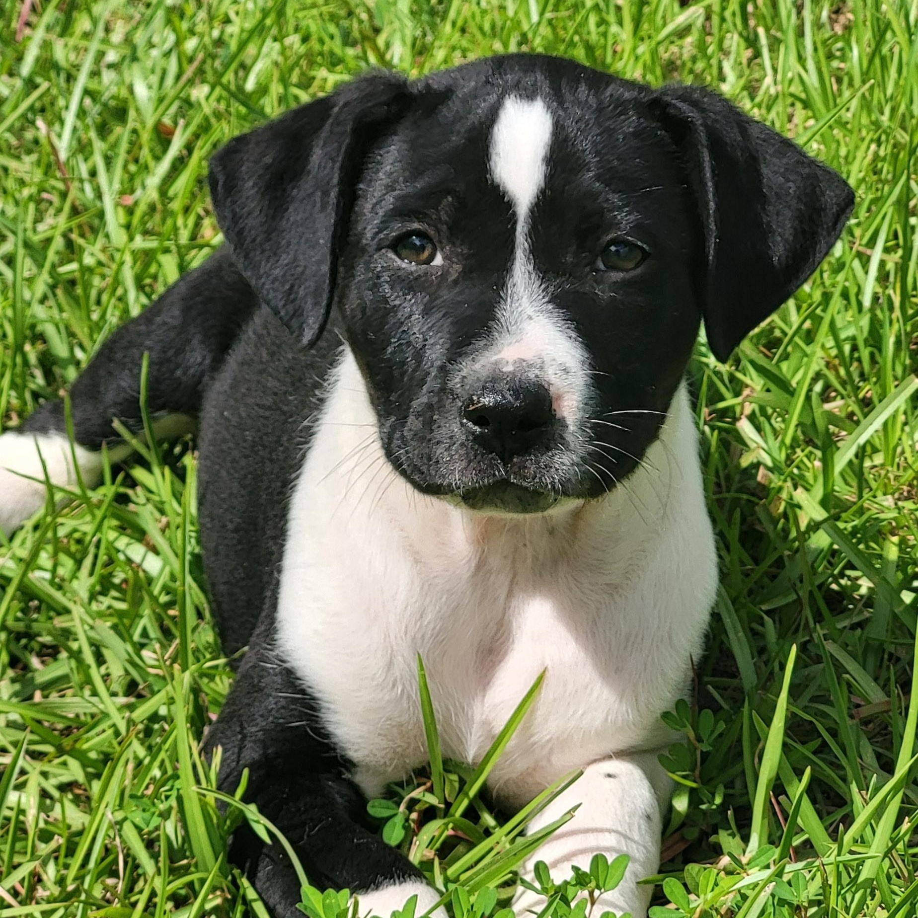 Larry, ADOPTABLE, Puppy Male Mixed Breed.