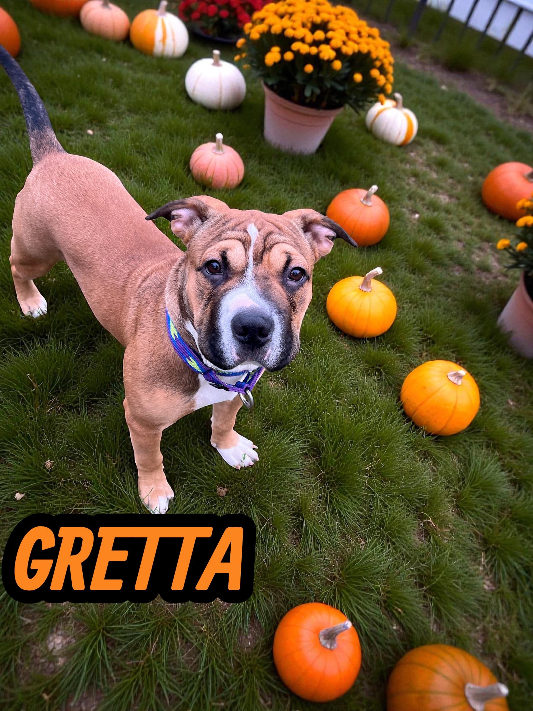 Enlarge Greta, a ADOPTABLE mixed breed in Taunton, MA image 1/1