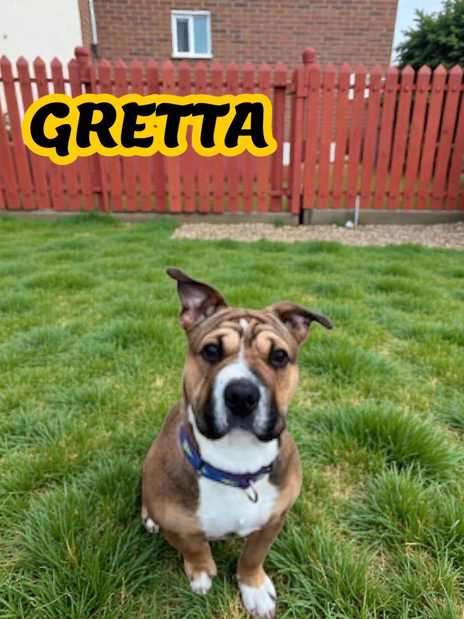 Enlarge Greta, an adopted mixed breed in Taunton, MA image 1/2